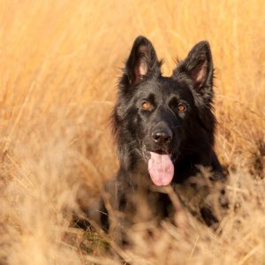 Young Old German Shepherd Dog (Black) with a yellow background