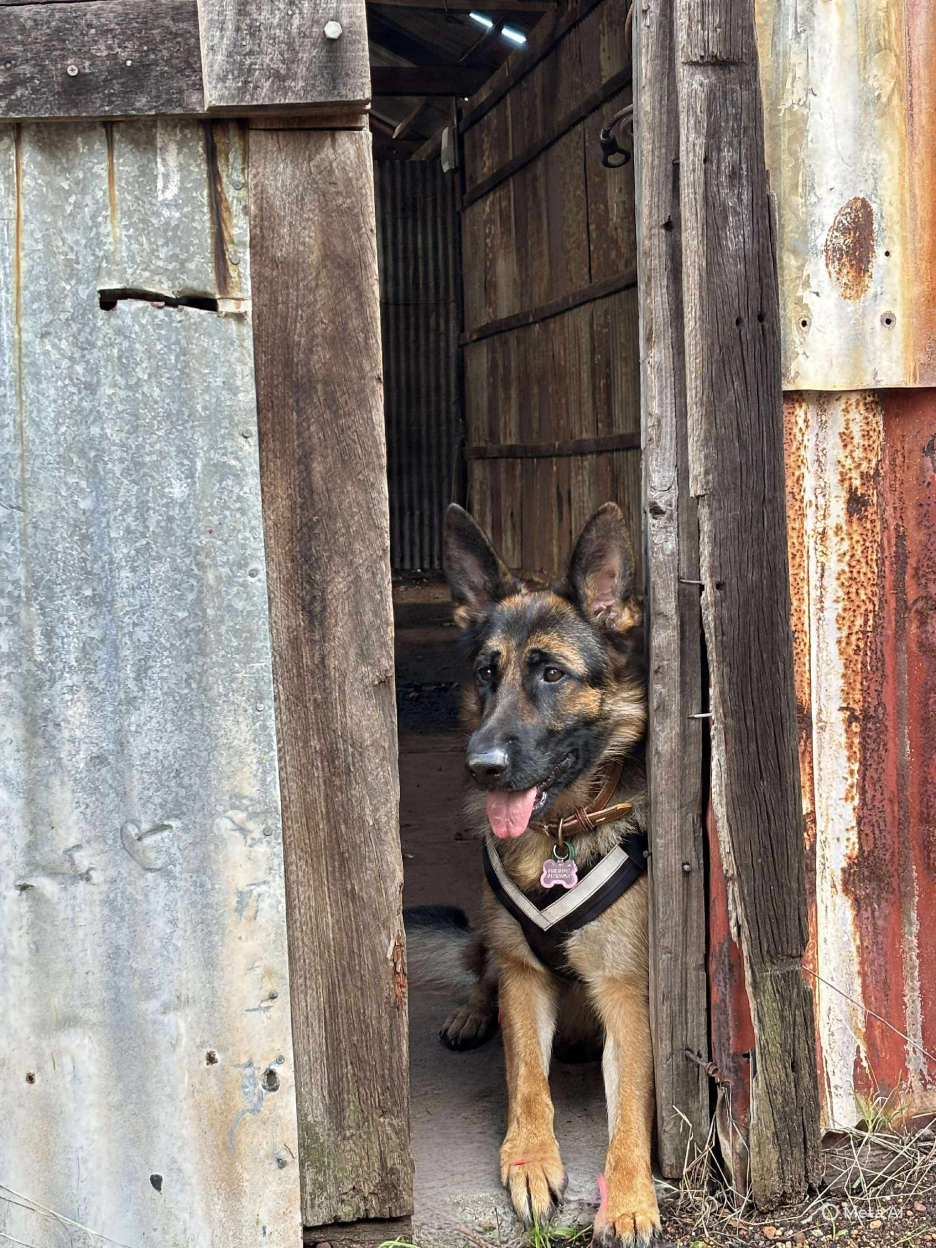 German Shepherd Lyra at rustic shed in Karridale
