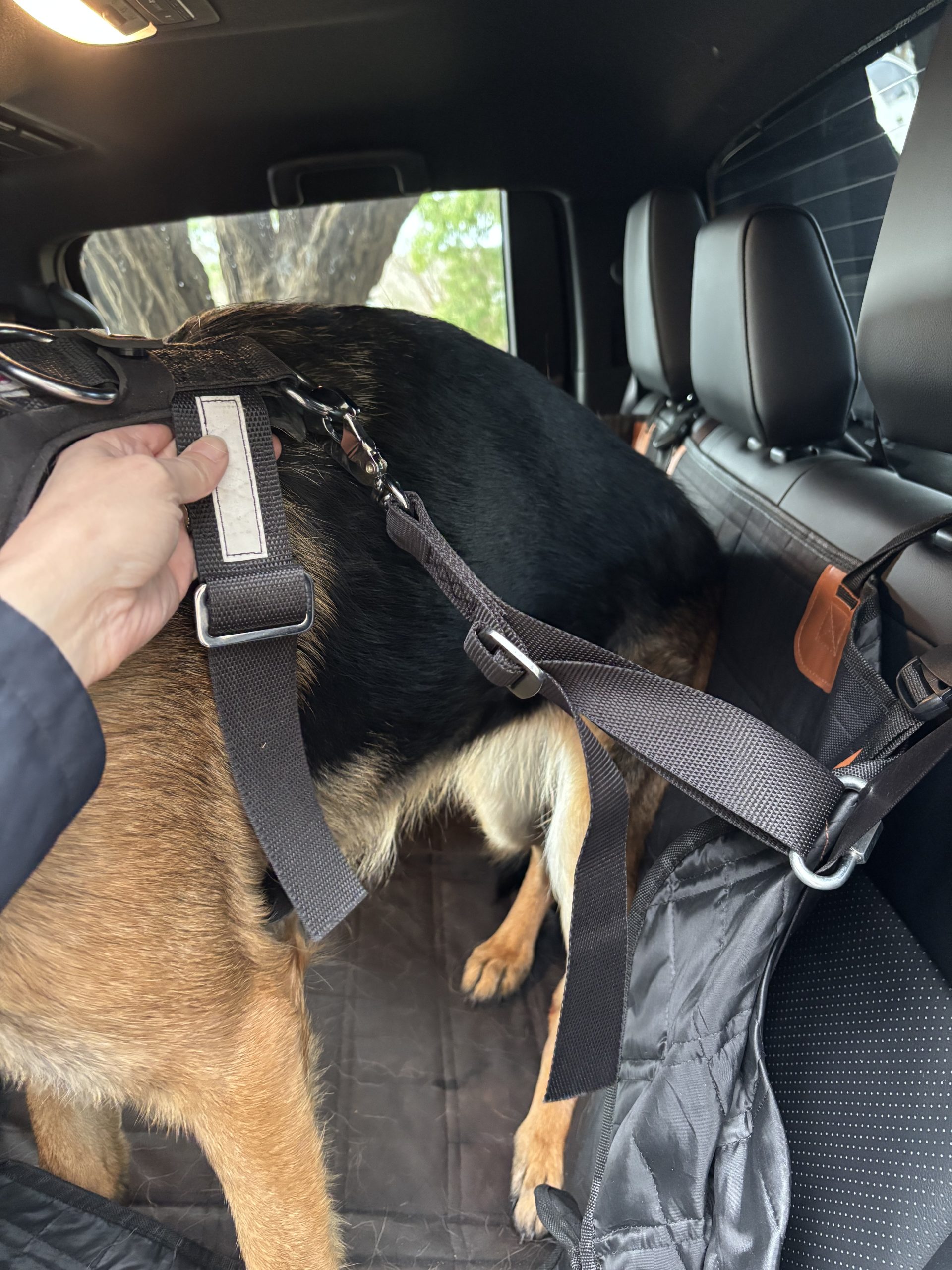 Lyra secured in car with AllSafe harness